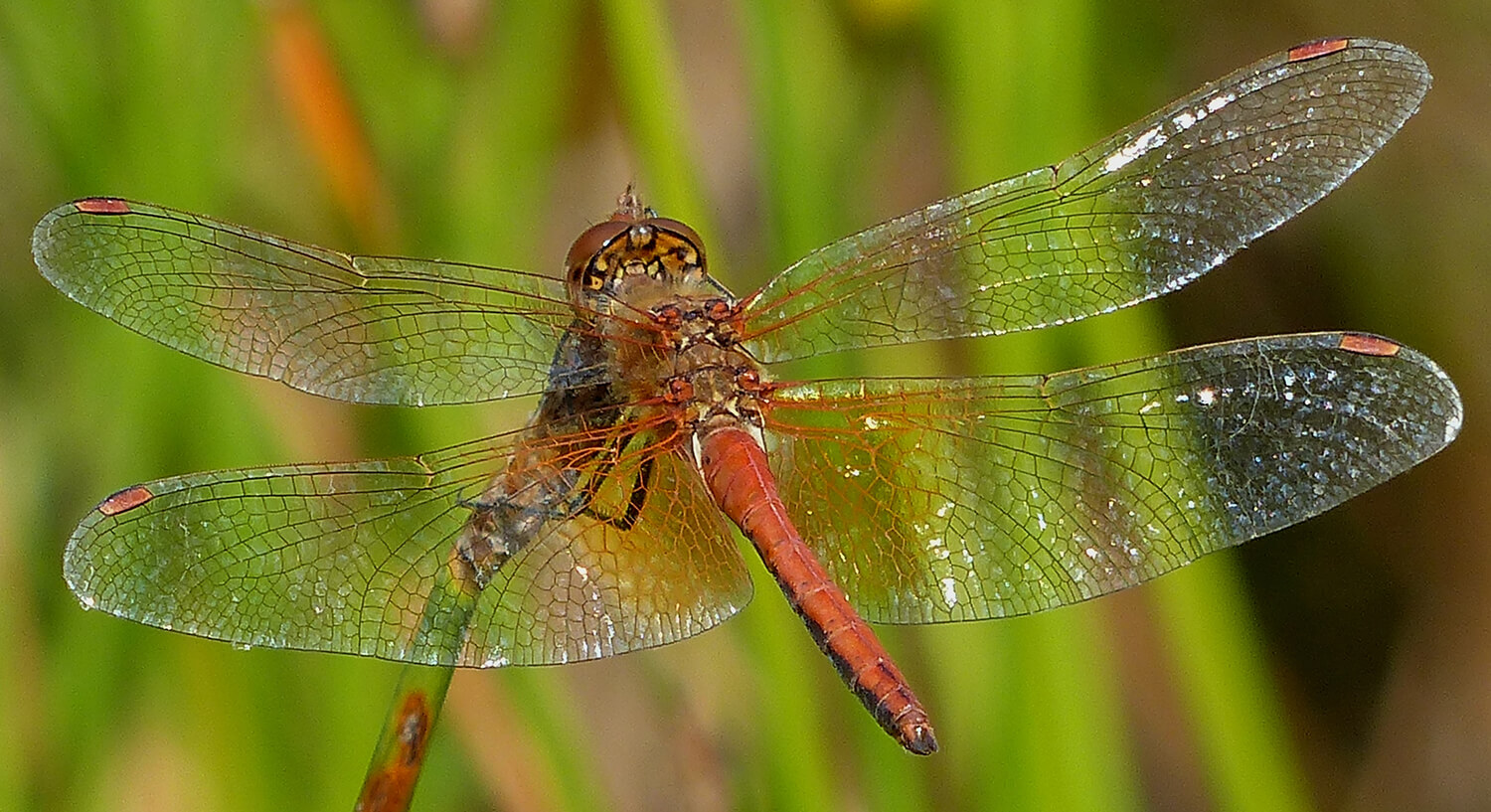 Male Yellow-winged Darter by Maike Sprengel-Krause